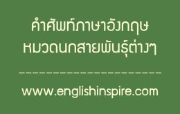 คำศัพท์หมวดนกสายพันธุ์ต่างๆภาษาอังกฤษ
